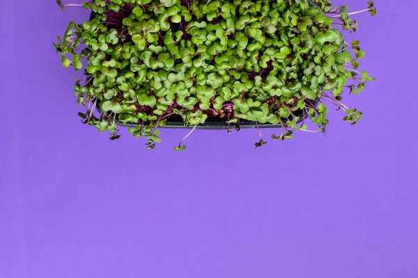 Micro greens cabbage sprouts on purple background. Healthy food concept. Copy space