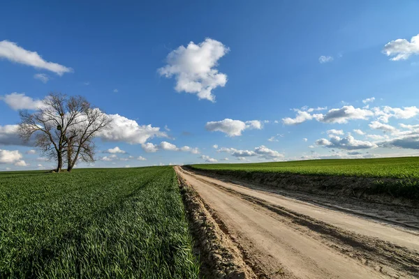 Idyllic spring scenery with dirt road among green wheat fields and blue sky with clouds.