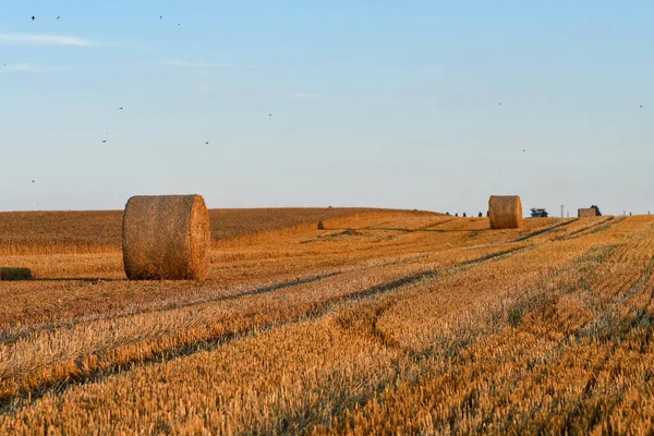 Close Fresh Pressed Straw Bales Sunset Selective Focus Copy Space — Stock Photo, Image