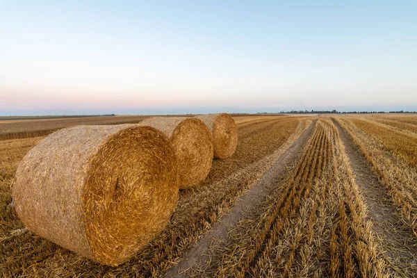 Amazing Agricultural Scenery Straw Bales Field Sunset Golden Hour Selective — Stock Photo, Image