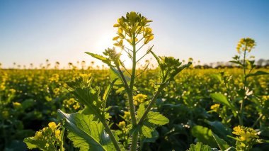 Sarı çiçeklerden oluşan canlı bir tarla