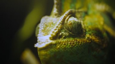 örtülü bir bukalemun göz