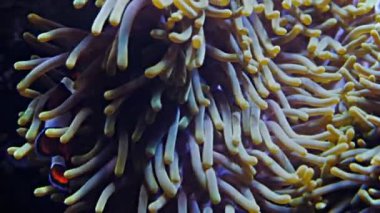 palyaço balığı anemone arasında yüzmek