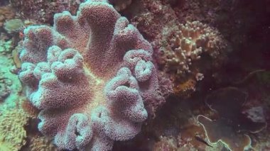 great barrier reef üzerinde deri mercan