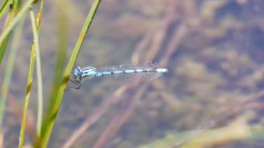 bir kamış amselfly aittir