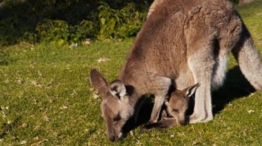 bir çantada joey ile kanguru
