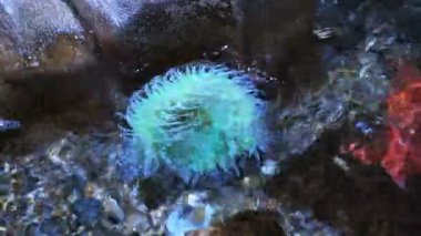 Yeşil anemone bir gelgit Havuzu