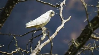 Corella Kakadu ağaçta