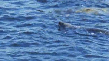 Yüzme monterey Bay mühür