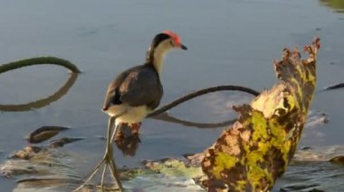 tarak tepeli jasana corroboree billabong