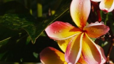 pembe Plumeria çiçekleri