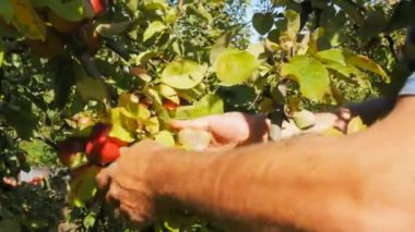 Huonville Avustralya-Nisan 2015 yaklaşık: yakın atış huonville, Tazmanya bir ağaçtan Olgun kırmızı elma toplama bir meyve bahçesi işçisi
