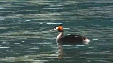 mahmuzlu tepeli batağan