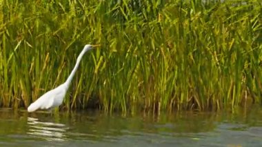 ara ak balıkçıl kuş billabong besleme