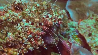 mercan resif üzerinde şeritli mercan karides