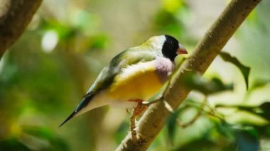 Siyah başlı gouldian finch