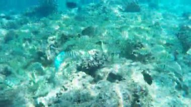 mahkum tangs hanauma Bay