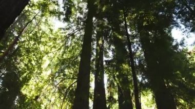 Sekoya ağaçları muir Woods