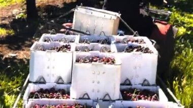 Römork ile ATV al depo kiraz