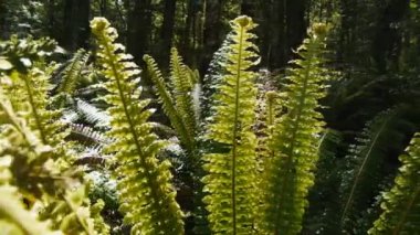 güzel güneşli eğreltiotu