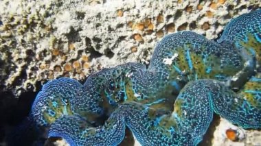 tridacna crocea midye manto genişletilmesi