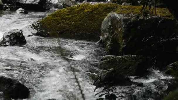 Řeka teče vedle Milford Track — Stock video