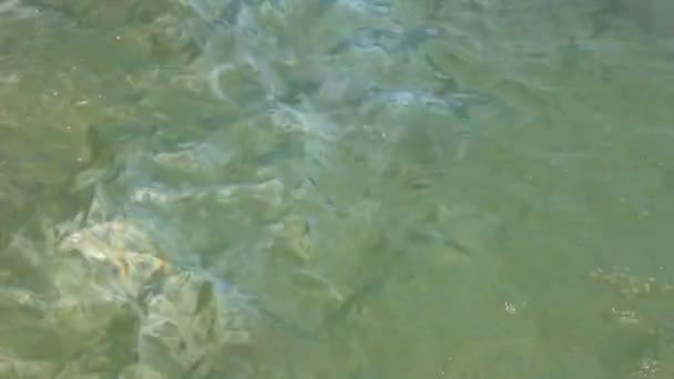Капли масла на поверхности воды — стоковое видео
