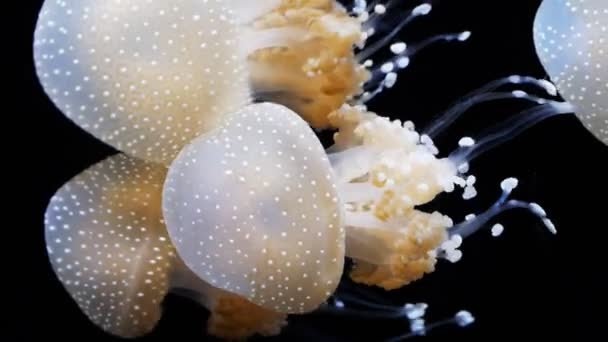 Jellyfish swimming in aquarium — Stock Video