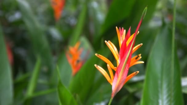 Heliconia psittacorum flor tropical — Vídeo de stock