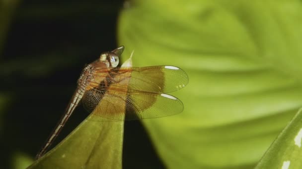 Dragonfly buigen zijn vleugels — Stockvideo