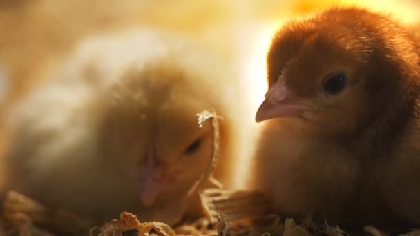 Baby chickens sleeping — Stock Video