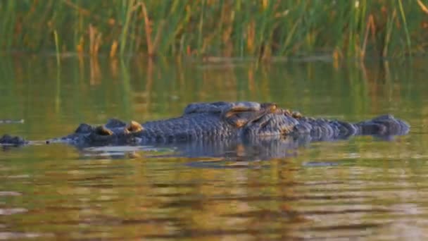 Крокодил на поверхности воды — стоковое видео
