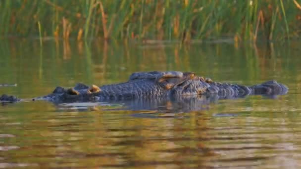 Crocodile at water surface — Stock Video