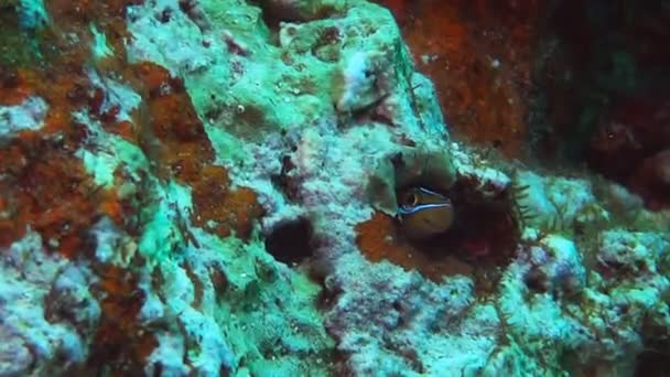 Bluelined sabretooth blenny — Stock Video