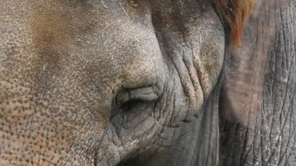 Ear of an african elephant — Stock Video