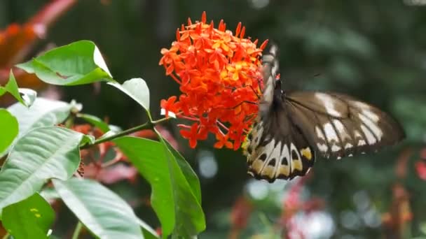 Vlinder voeden met vlinder — Stockvideo