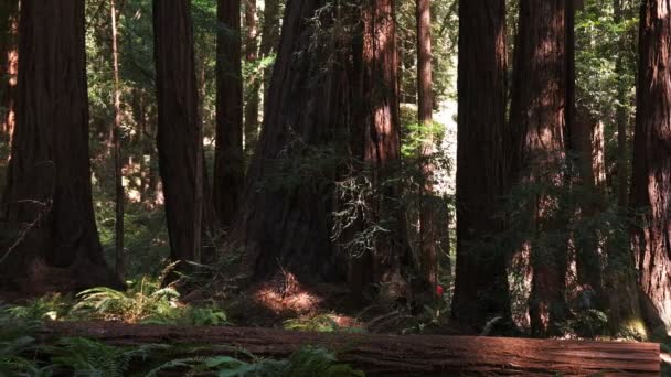 Coastal redwood trunks pan — Stock Video