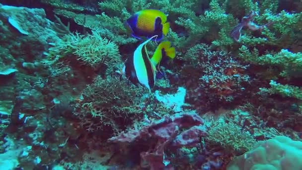 Angelfish en een Moorse idool waardplanten rif — Stockvideo