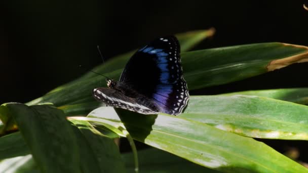 La mosca descansa sobre una hoja — Vídeos de Stock