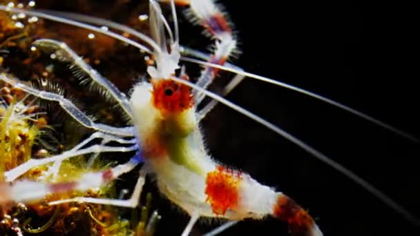 Креветки харчуються водоростями — стокове відео