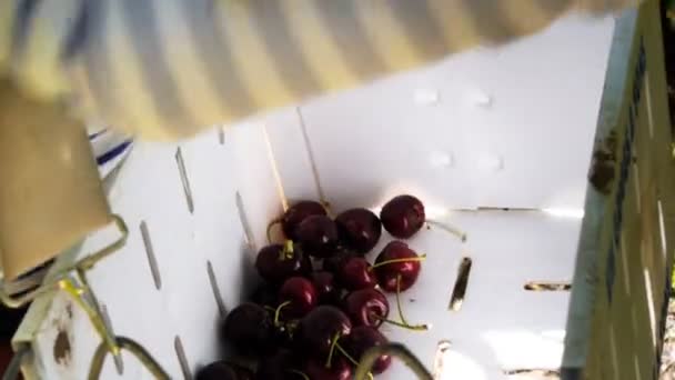 Recolector comienza a llenar un recipiente con cerezas — Vídeo de stock