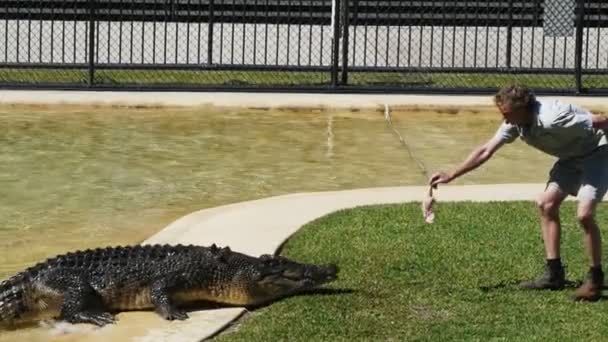 Beerwah Austrália Abril 2013 Grande Crocodilo Sendo Alimentado — Vídeo de Stock