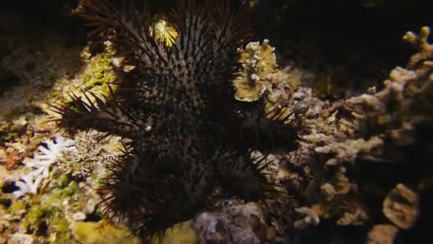 Crown of thorns starfish on reef — Stock Video