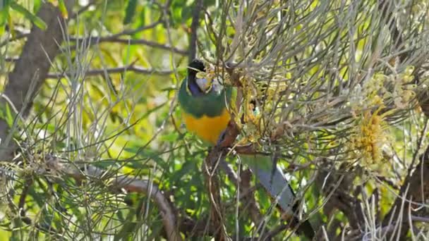 Годування папугою в дереві — стокове відео