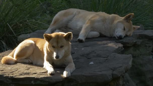 Dingoes rest on rock — Stock Video