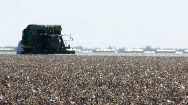 Katoen oogsten in veld — Stockvideo