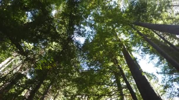 Árboles de secuoya en Muir Woods — Vídeo de stock