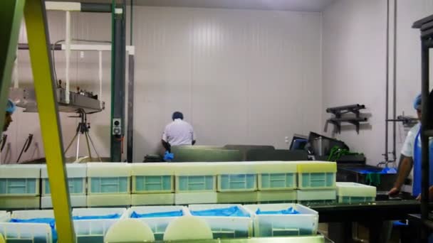 Pokolbin Australia Enero 2014 Dos Trabajadores Mueven Carro Cuajada Queso — Vídeos de Stock
