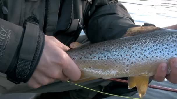 Man holding  trout — Stock Video