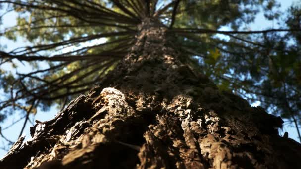 Redwood δέντρα στο Muir Woods — Αρχείο Βίντεο